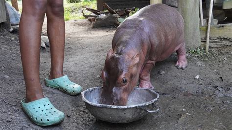 El Manejo De Especies Invasoras Sigue Siendo Un Reto En La Lucha Contra La Crisis De