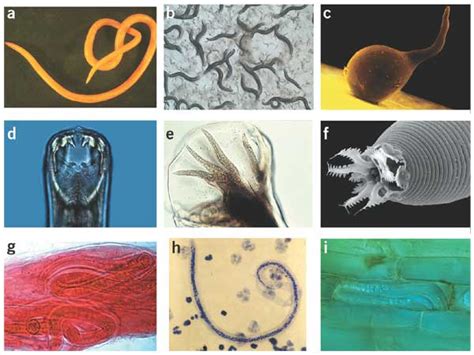 Examples Of Nematodes