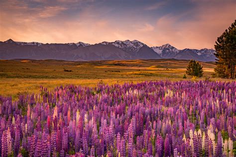 Cu Ndo Y D Nde Ver Lupinos En Flor En Nueva Zelanda Hola Nueva Zelanda