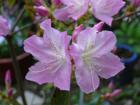 一関市我が家のクルメツツジ（久留米躑躅）2018年5月9日（水） Peaの植物図鑑