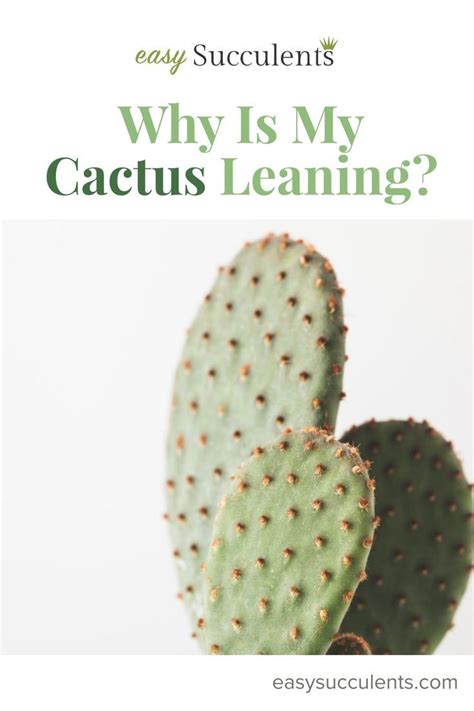 Is A Cactus A Tree Easy Explanation For Non Botanist Artofit