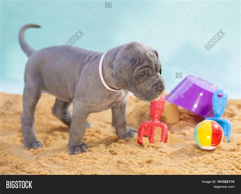 Gray Great Dane Image And Photo Free Trial Bigstock