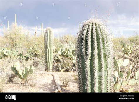 Cacti in Tucson, Arizona Stock Photo - Alamy