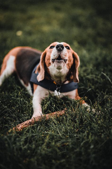 Discover Igp Beagle Training Unleash Your Beagle S Potential