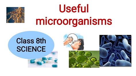 Class 8th Science Uses Of Microorganisms Useful Microorganisms Cbse Youtube