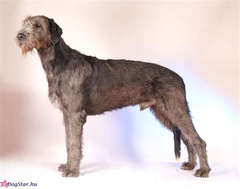 Irish Wolfhound And Chihuahua