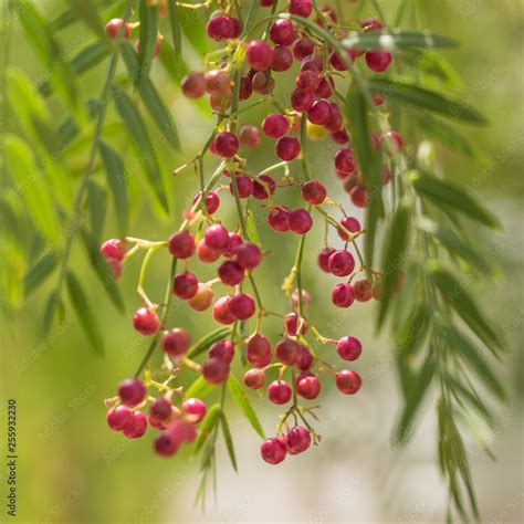 A pink pepper tree with peppercorns, Schinus molle also known as Peruvian pepper tree Stock ...