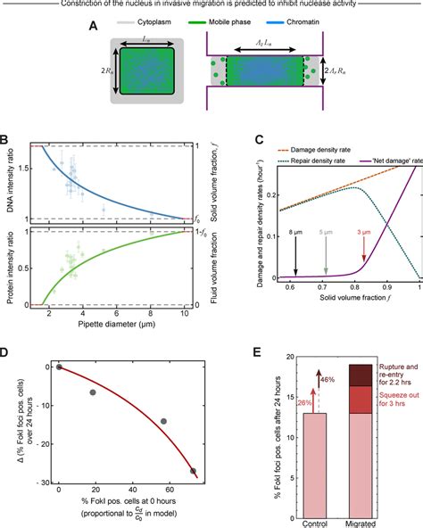 Elastic Nucleus Model Of Cell Migration Recapitulates Mobile Protein