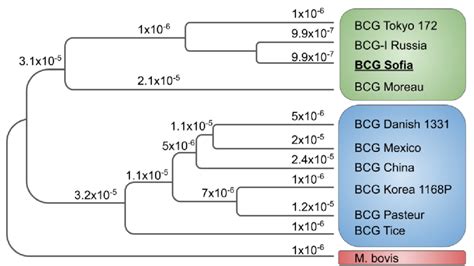 Randomized Axelerated Maximum Likelihood Raxml Phylogenetic Tree Of