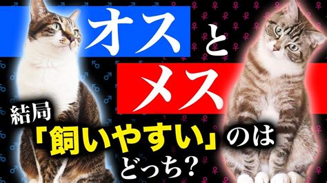 初めて飼うならオスメスどっちがオススメ？猫の性別による飼いやすさや特徴をご紹介！ Youtube