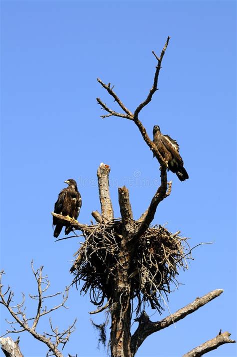 Komodo Dragon stock image. Image of monitor, varanidae - 8211843