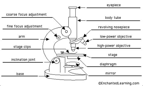 The Microscope General Revision For Gcse