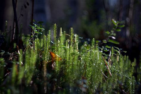 Polytrichum Strictum Raimo Papper Flickr