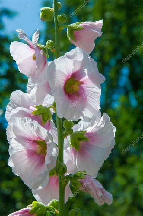 Flores de malva una planta herbácea con tallos peludos flores de