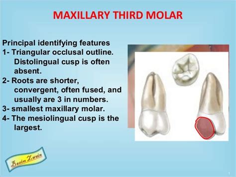 Tooth Anatomy Molar Anatomical Charts And Posters