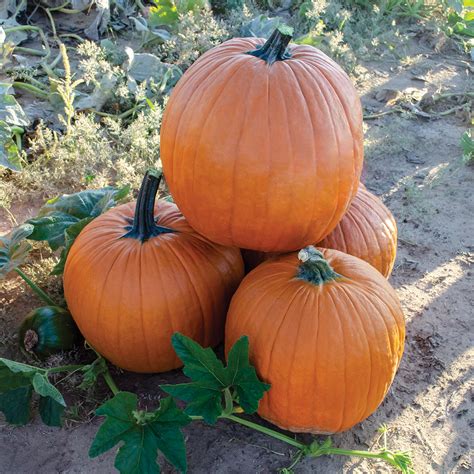 Zombie F1 Hybrid Pumpkin Dpseeds