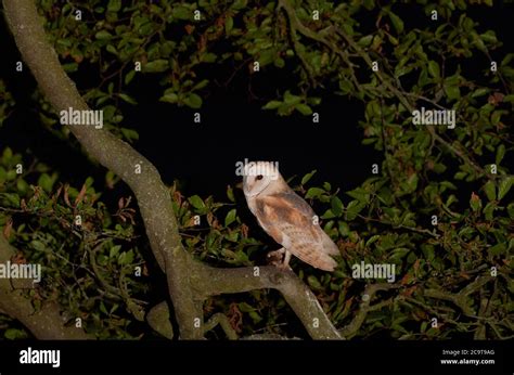 Adult Barn Owl Tyto Alba In Beech Tree At Night West Lothian