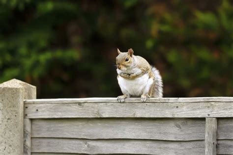 Pest Control Squirrels Edinburgh Ees Environmental Services