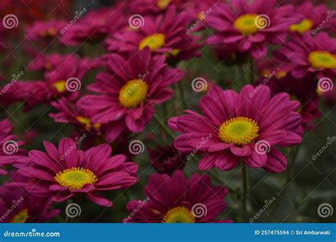 Pyrethrum roseum stock photo. Image of closeup, floral - 257475594