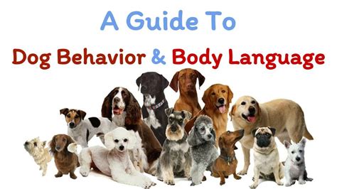 PPT - Dog Behavior & Body Language Guide PowerPoint Presentation, free download - ID:7743748