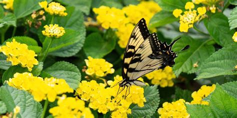 7 Things That Could Make Your Garden Unattractive to Pollinators