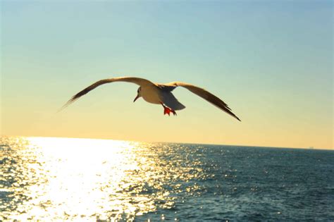 Wallpaper Sea Sky Seabird Beak Morning Sunrise Ocean Horizon