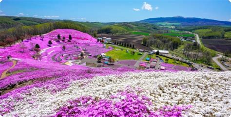 Enchanting Hokkaido: A Special Flower Tour Feature | GATE TO HOKKAIDO