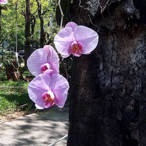 Simples Decora O On Instagram Bom Dia Sol No Rj Orquideas