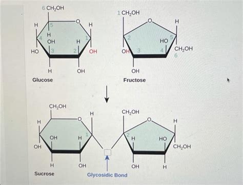 Solved Complete This Picture Of A Disaccharide By Adding The Chegg