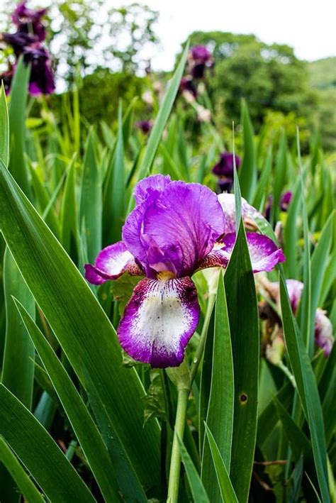 Cómo cultivar el lirio común para llenar de color tu jardín