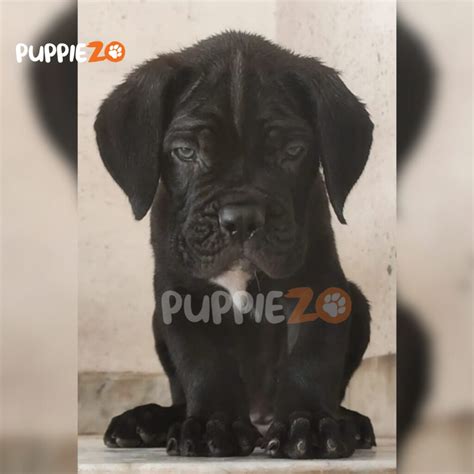 cane corso price buy powerful alert kci registered cane corso