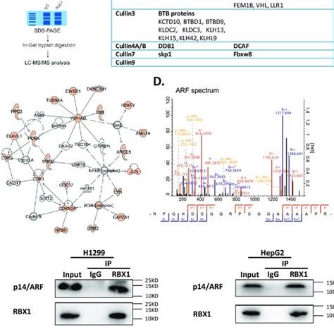 P14 ARF Is Identified As A Novel RBX1 Interacting Protein A A