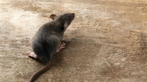 Rat Dream Meaning Most Common Interpretations