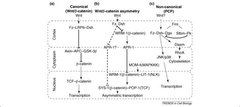 Two S Or Not Two S Regulation Of Asymmetric Division By Catenin