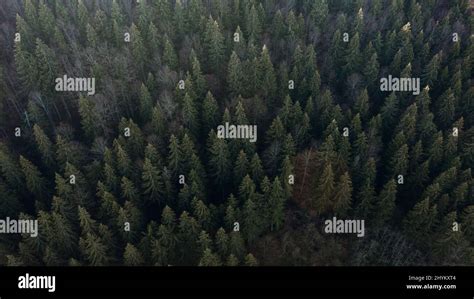 View of the dense vegetation of the forest Stock Photo - Alamy