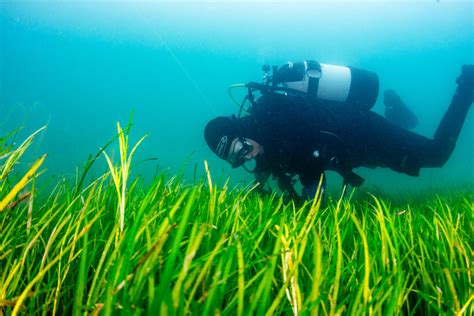 North Wales seagrass meadow restoration project gets £1 million ...