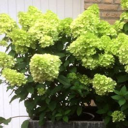 Hydrangea Paniculata Mojito Drvenasta Hortenzija