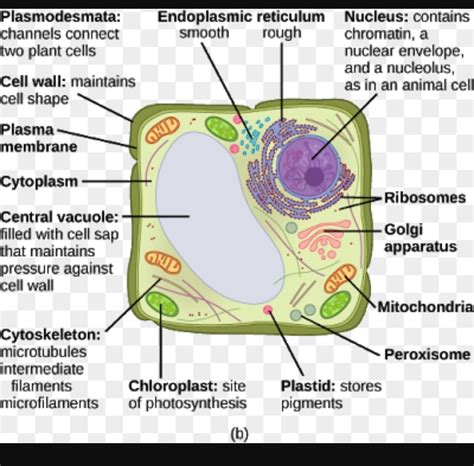 parts  plants cell   functions  marcos hines blog