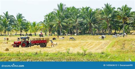 Indian Village Scene Farmers In The Field Editorial Photography