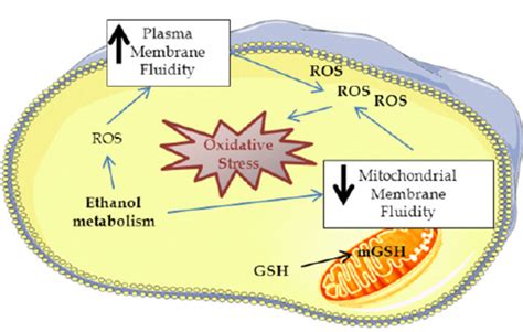 Relationship Between Membrane Fluidity And Ethanol Induced Oxidative