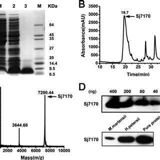 Expression And Purification Of The Recombinant Sj7170 Peptide A