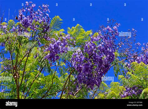 Jacaranda or Blue Jacaranda (Jacaranda mimosifolia), flowering, blue ...