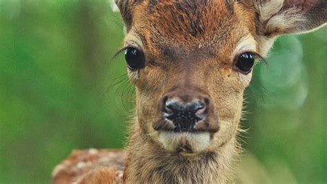 Trailer Du Film Bambi Lhistoire Dune Vie Dans Les Bois Bambi L