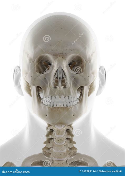 The Frontal View Of The Skull Stock Illustration Illustration Of