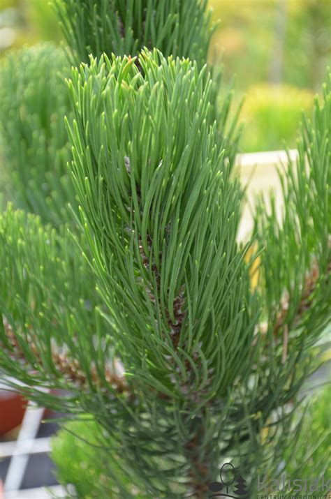 Pinus Nigra Oregon Green Sosna Czarna