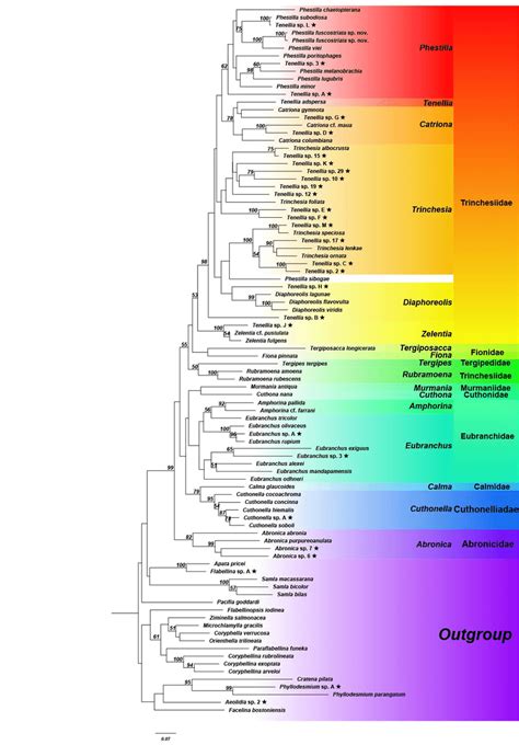 Maximum Likelihood Ml Tree Constructed Based On The Concatenated