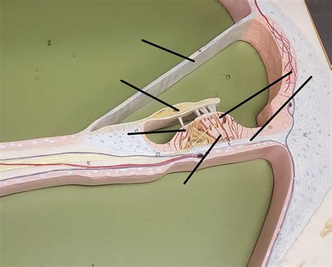 Organ Of Corti 1A Diagram Quizlet