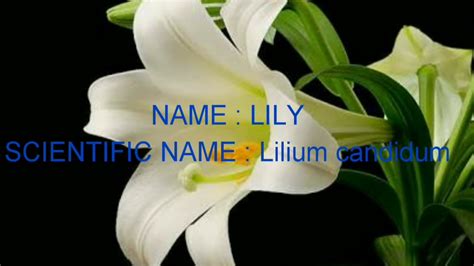 Beautiful Scientific Names Of Flowers with Images | Top Collection of different types of flowers ...