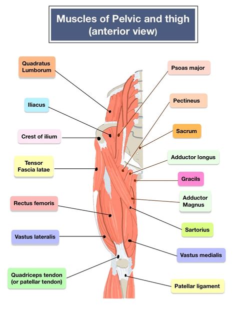 Human Muscles Anatomy Practice Sheet Printable - Etsy