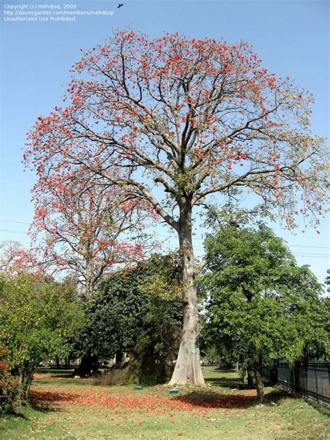 Plantfiles Pictures Bombax Species Kapok Tree Red Silk Cotton Tree